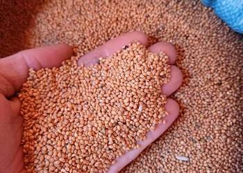 Proso żółte, pokarm dla zeberki, gołąbka, Dla gryzoni czytaj opis