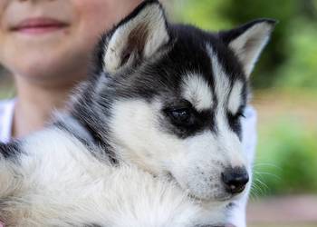 Sunia Siberian Husky szczenię rodowód