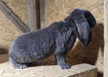 Samiec francuski baran niebieski z rodowodem