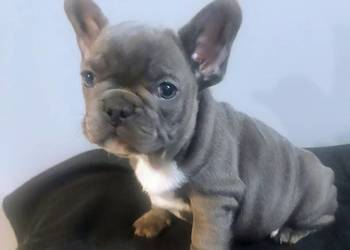 Buldog francuski pieseki i suczki blue