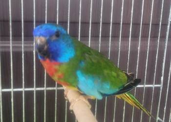 Samiec łąkowki wspanialej