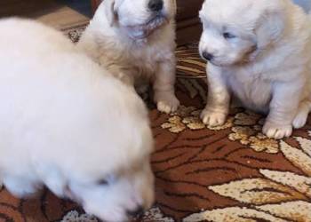 Owczarki Podhalanskie