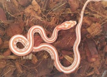 Wąż zbożowy Pantherophis guttatus candy cane tessera