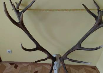 Imponujacy wieniec jelenia