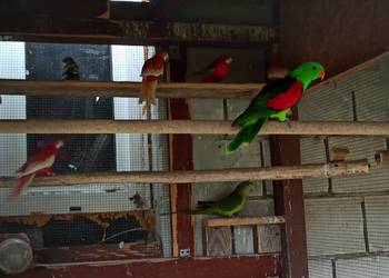 Krasnopiórka czerwonoskrzydła samiec