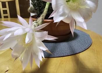 Kaktus Echinopsis Królowa nocy