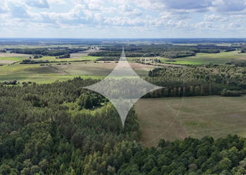 50-letni Las Brzoza Sosna Gmina Rajgród