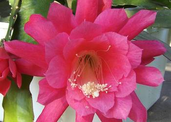 EPIPHYLLUM Różowe---TYPOWO różowy---PIĘKNE Kwiaty-- KAKTUS