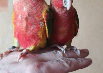 Papugi rudosterki ręcznie karmione