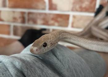 Wąż zbożowy samiec