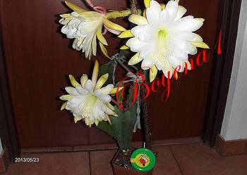EPIPHYLLUM--  Pastelowe --RARYTAS w Polsce--- KAKTUS