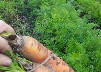 Marchew nie odpadowa paszowa jadalna bio