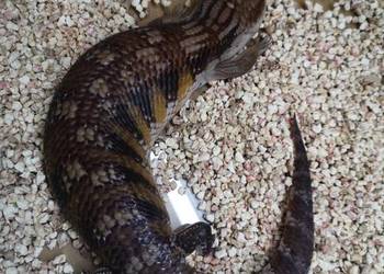 Tilikwa scynkowa (Tiliqua scincoides intermedia Tilikwa scynkowa (Tiliqua scincoides intermedia