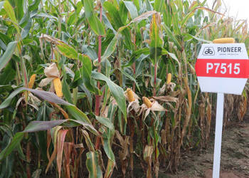 Nasiona kukurydzy Pioneer P8715 FAO Z220 K230 Nasiona kukurydzy Pioneer P8715 FAO Z220 K230