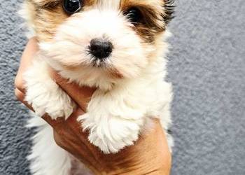 Śliczny maluszek piesek BIEWER Yorkshire Terrier Do odbioru Yorki