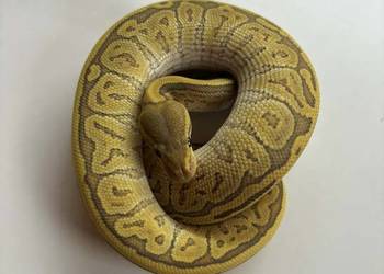 Python królewski black head pinstripe butter