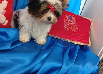 Mini samczyk ok.1.30-1.50 kg Biewer Yorkshire terrier