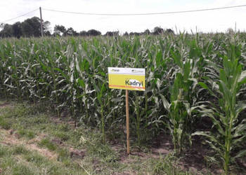 Materiał siewny kukurydza Kadryl FAO 270/280 kiszonka ziarno