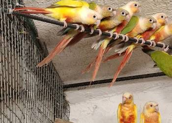 rudosterka zielonolica, aleksandretta obrożna