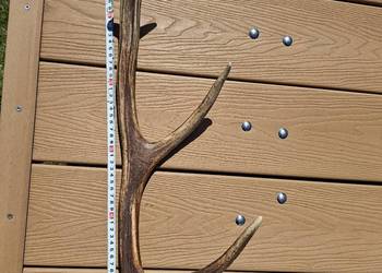 Poroże jelenia 538g 51cm