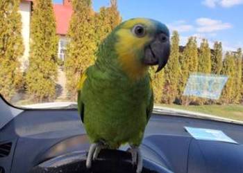 Amazonka xanthopteryx On