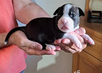 Amstaff zkwp fci suczka