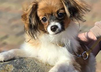 PAPILLON odmiana "Ćma" dziewczynka z metryką ZKwP FCI