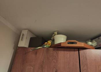 Papugi rudosterki nify swiergoty