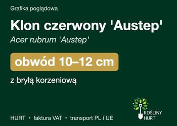 Klon czerwony 'Austep' (Acer rubrum) obwód 10-12 cm, z bryłą – HURT
