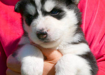 Szczeniak Syberian Husky przeurocza niebieskooka