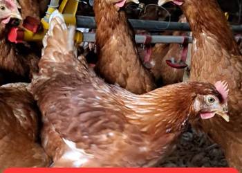 Kury nioski lohman brown