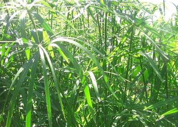 Cibora- papirus: roślina doniczkowa lub ogrodowa