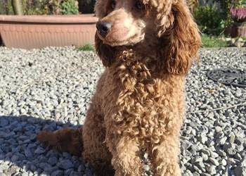 Reproduktor pudel miniaturowy red