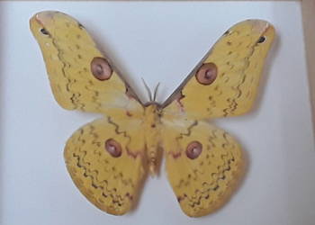 Motyl w ramce 14x12 cm . Loepa megacore - 90 mm .