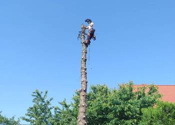 Wycinka drzew Wrocław Kosz Alpinista