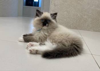 Kocurek Ragdoll gotowy do odbioru