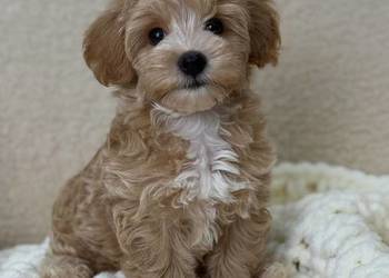 Maltipoo mini