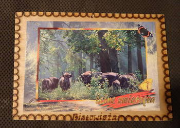 obrazek pamiątka z Białowieży