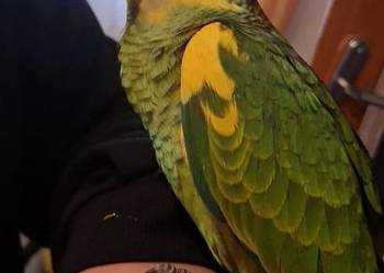 Amazonka niebieskoczelna samica