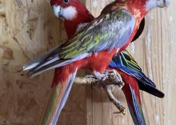 Rozella Białolica para lęgowa