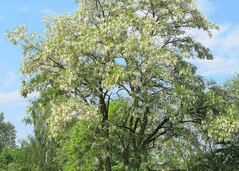 ROBINIA AKACJOWA Robinia pseudoacacia NASIONA 700 sztuk - 10g.