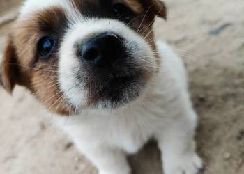 Jack Russell Terrier