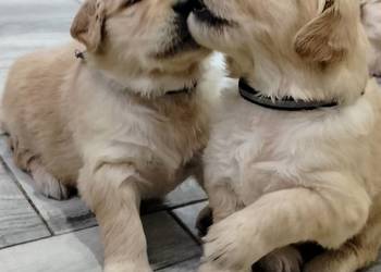 Golden retriever szczenięta