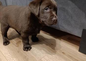 Pieski Labradora Retriever czekoladowego