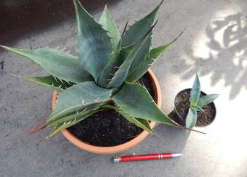 Mrozoodporna agawa do -12 °C - Agave parrasana Meat Claw - sadzonka