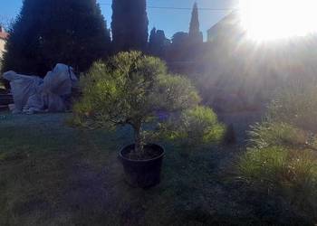 Sosna czarna prebonsai