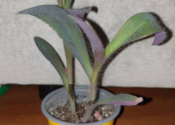 Trzykrotka, setkrezja purpurowa, szybko rośnie