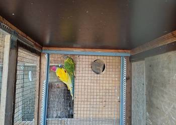 Aleksandretta Sliwoglowa