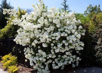 Kalina koralowa (Viburnum opulus) 30-50 cm, donica 2 l