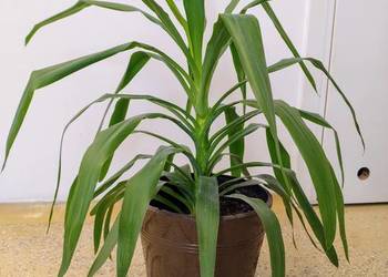 Jukka, Juka, Yucca, wysokość 70 cm. Prawdziwa piękność :)